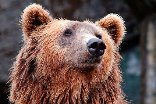  “…El hombre es como el oso entre mas feo mas hermoso…” Voz Popular  