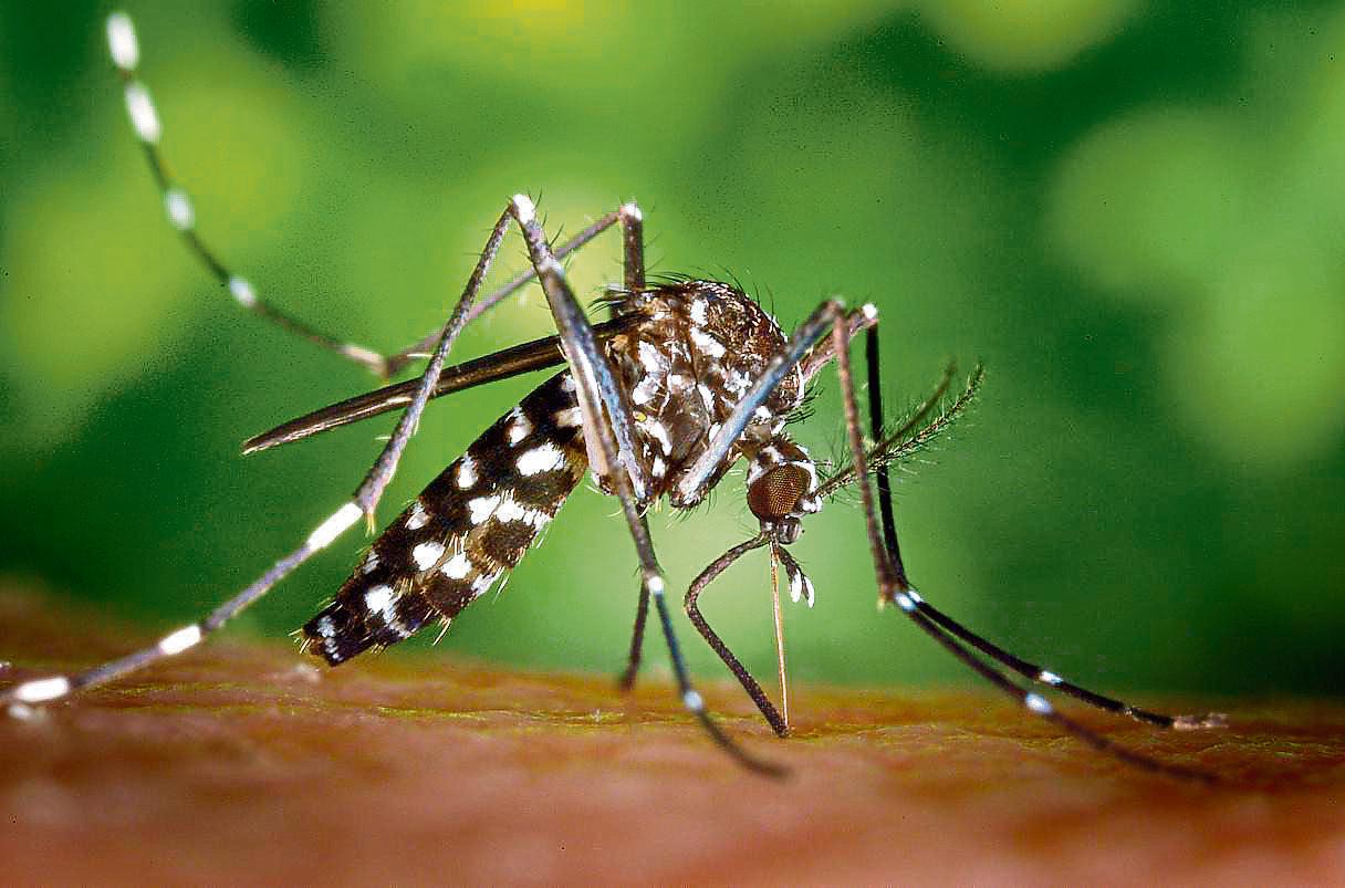 ¿El sida se puede transmitir por piquetes de mosquitos?