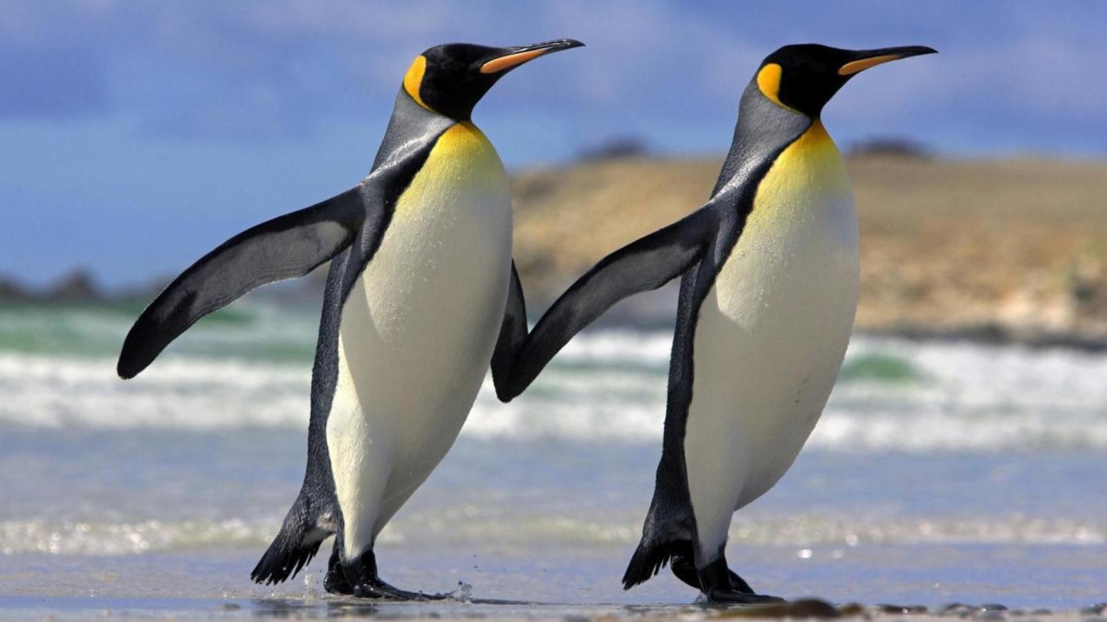 La naturaleza de los pingüinos